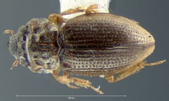 Media type: image;   Entomology 3136 Aspect: habitus dorsal view